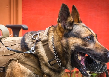 3rd Marine Division MOUT training