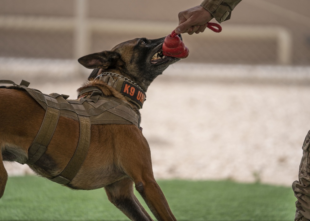 379 ESFS Military Working Dogs