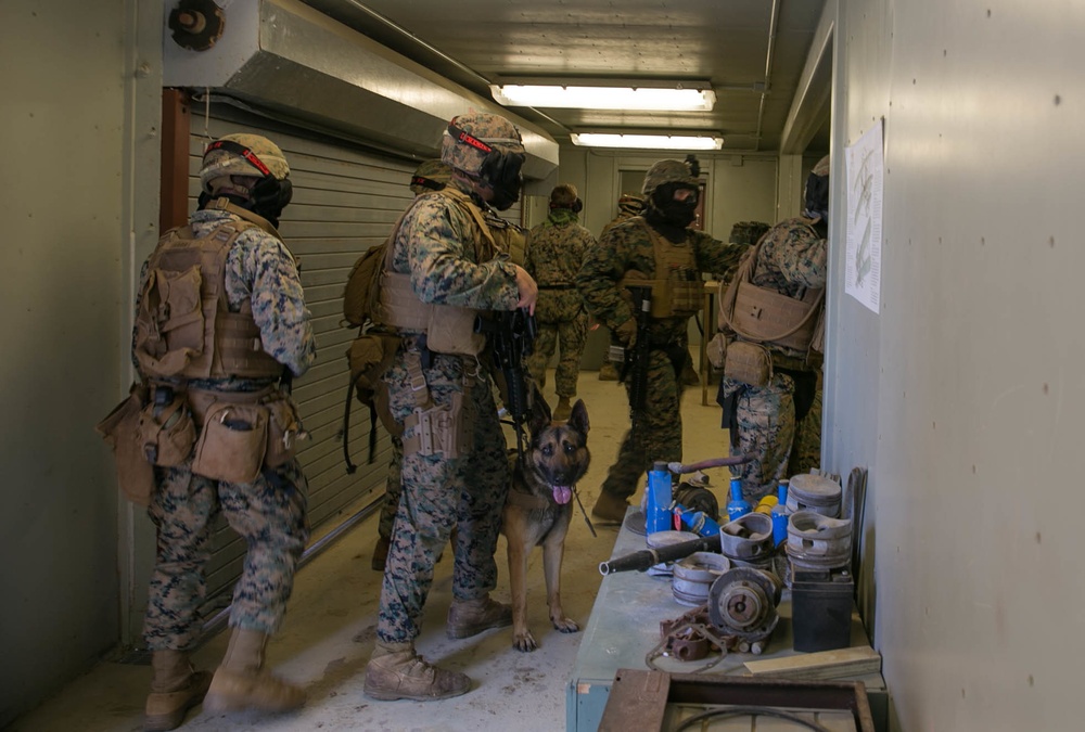 3rd Marine Division conduct MOUT training with Military Working Dogs