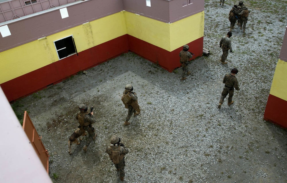 3rd Marine Division conduct MOUT training with Military Working Dogs
