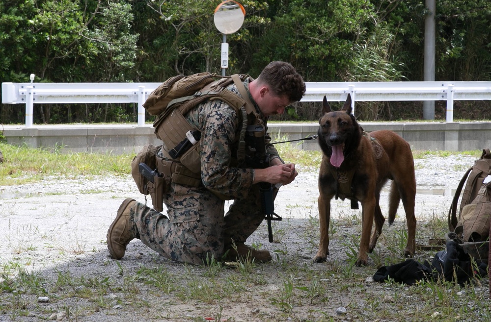 3rd Marine Division conduct MOUT training with Military Working Dogs