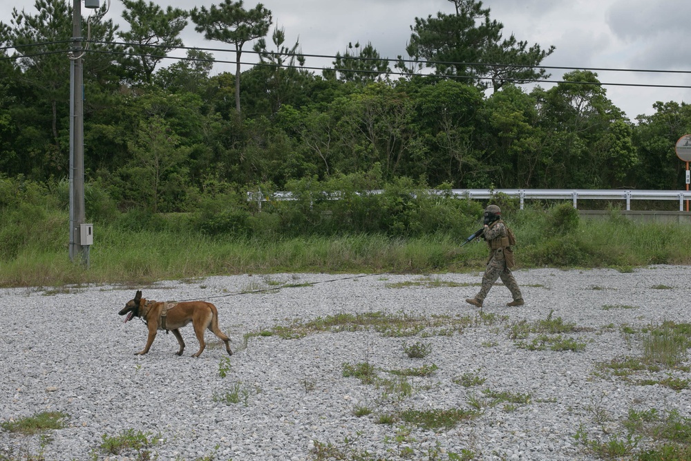 3rd Marine Division conduct MOUT training with Military Working Dogs