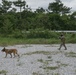 3rd Marine Division conduct MOUT training with Military Working Dogs