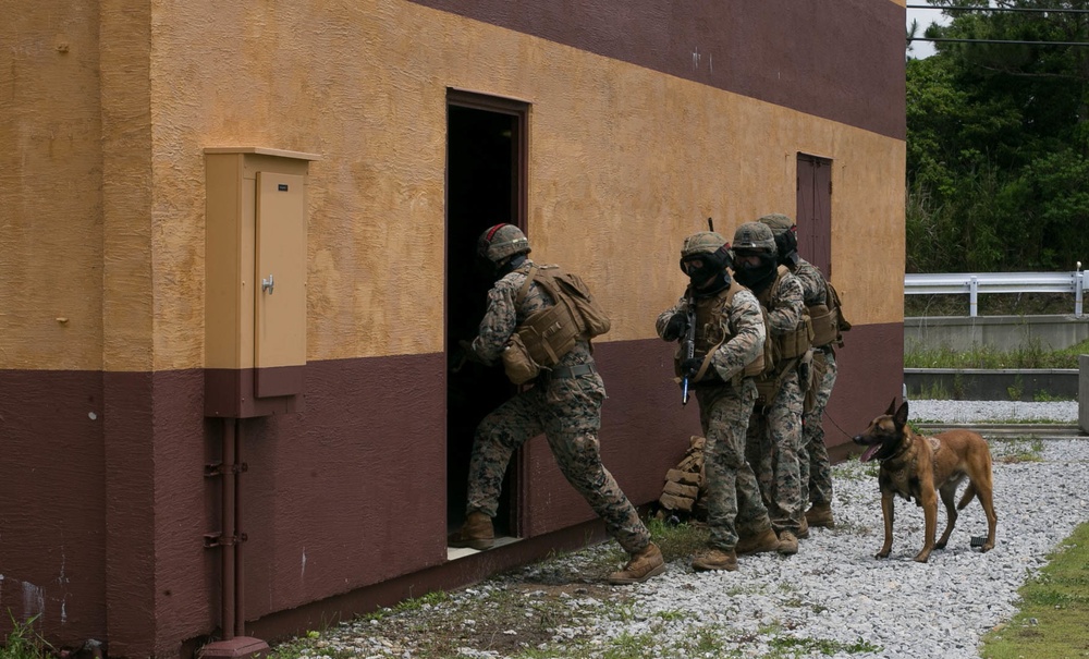 3rd Marine Division conduct MOUT training with Military Working Dogs