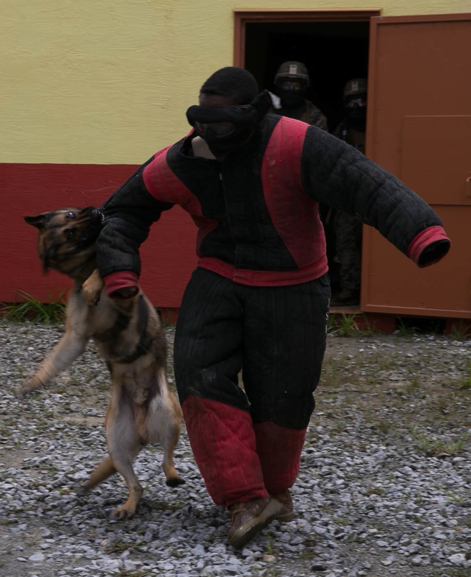 3rd Marine Division conduct MOUT training with Military Working Dogs