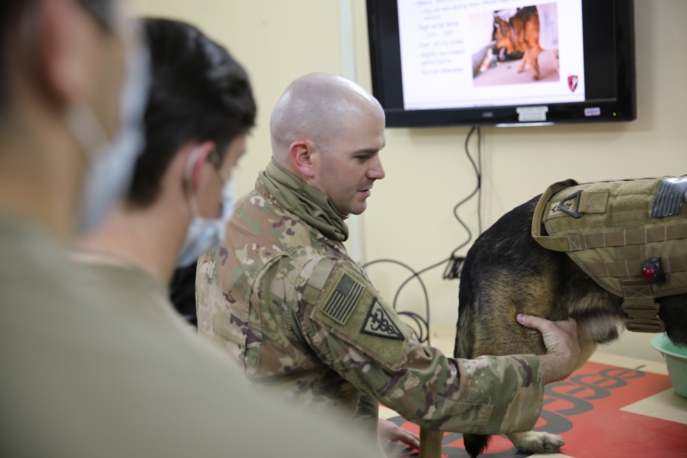 Providing First Aid to a Military Working Dog with a Heat Injury