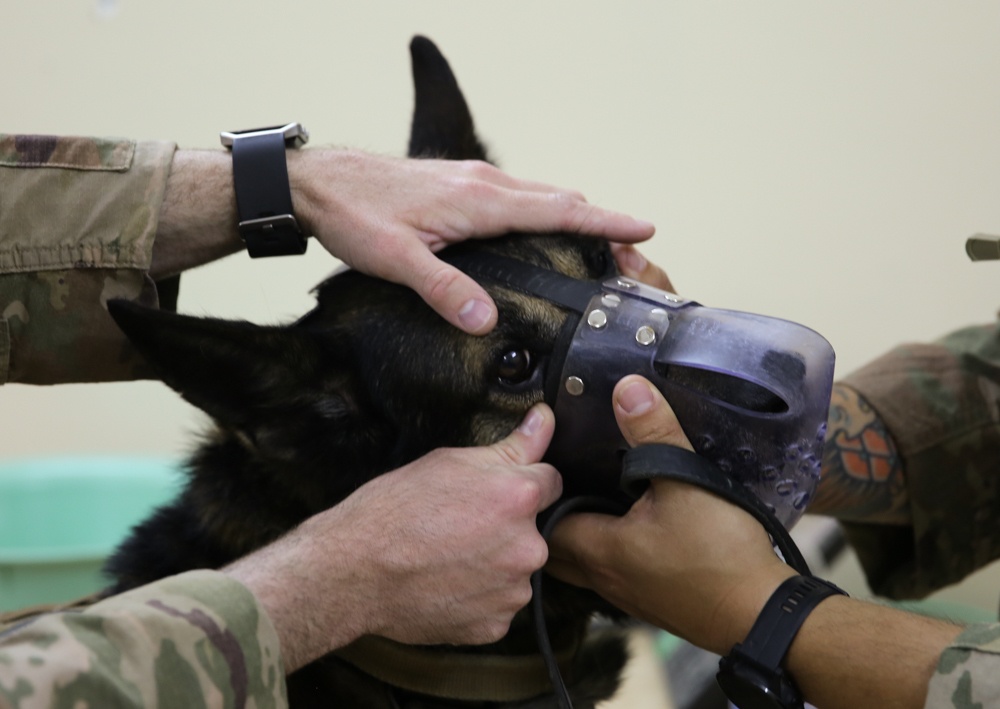 Providing First Aid to a Military Working Dog with a Heat Injury