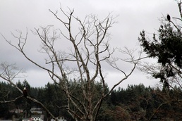 NHB/NMRTC Bremerton – 40 years of Service before Self at the current locale