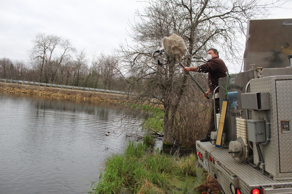 Thousands of rainbow trout stocked at Fort McCoy in time for 2020 fishing season