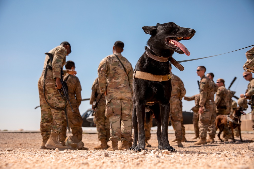 1-25 Military Working Dogs Medevac Training Exercise
