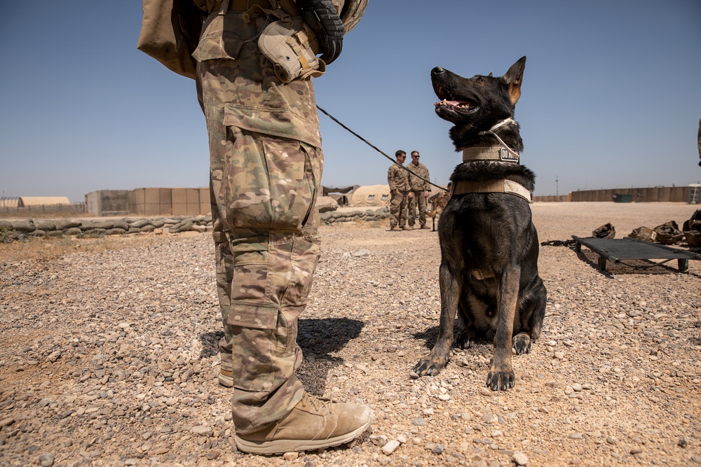 1-25 Military Working Dogs Medevac Training Exercise