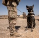 1-25 Military Working Dogs Medevac Training Exercise