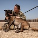 1-25 Military Working Dogs Medevac Training Exercise