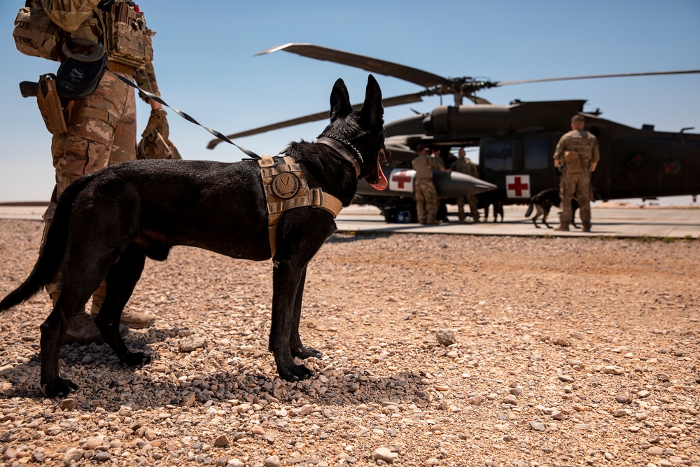 1-25 Military Working Dogs Medevac Training Exercise