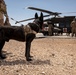 1-25 Military Working Dogs Medevac Training Exercise