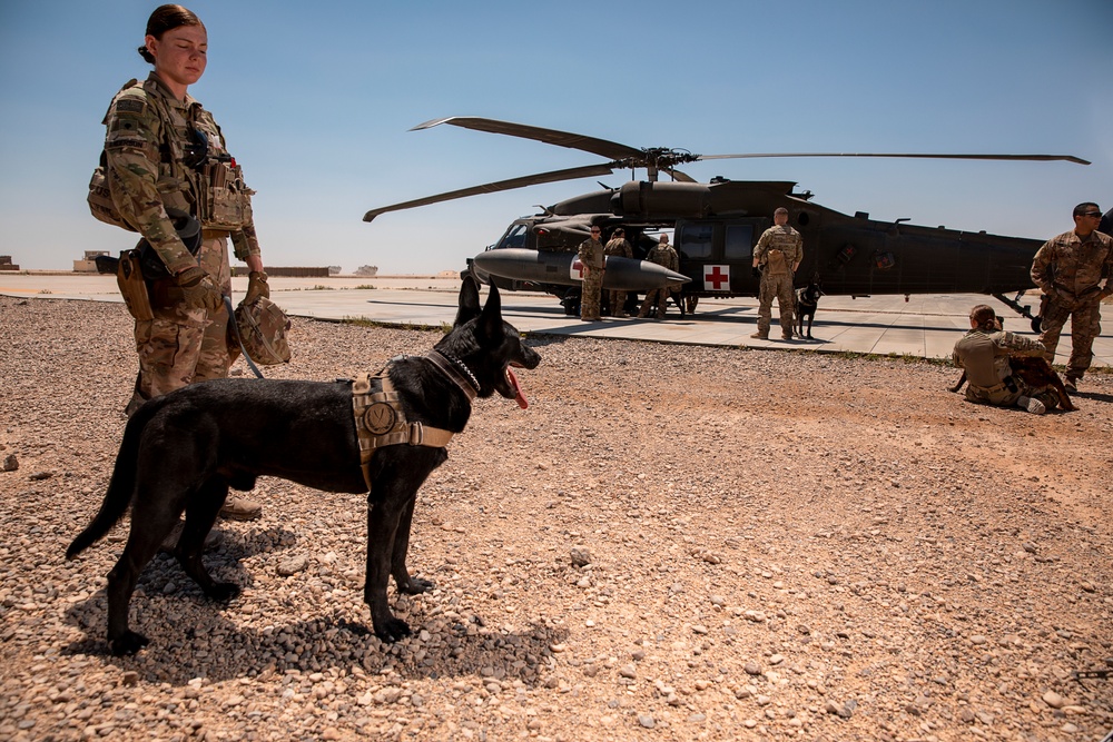 1-25 Military Working Dogs Medevac Training Exercise
