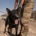 1-25 Military Working Dogs Medevac Training Exercise