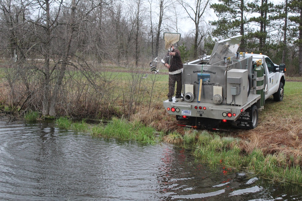 Rainbow trout stocked at Fort McCoy waterways for 2020 fishing season