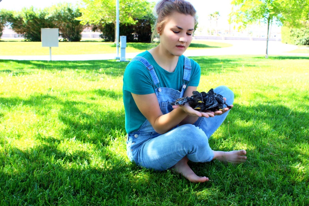 MCLB Barstow's own &quot;Giselle&quot; rescues abandoned starlings