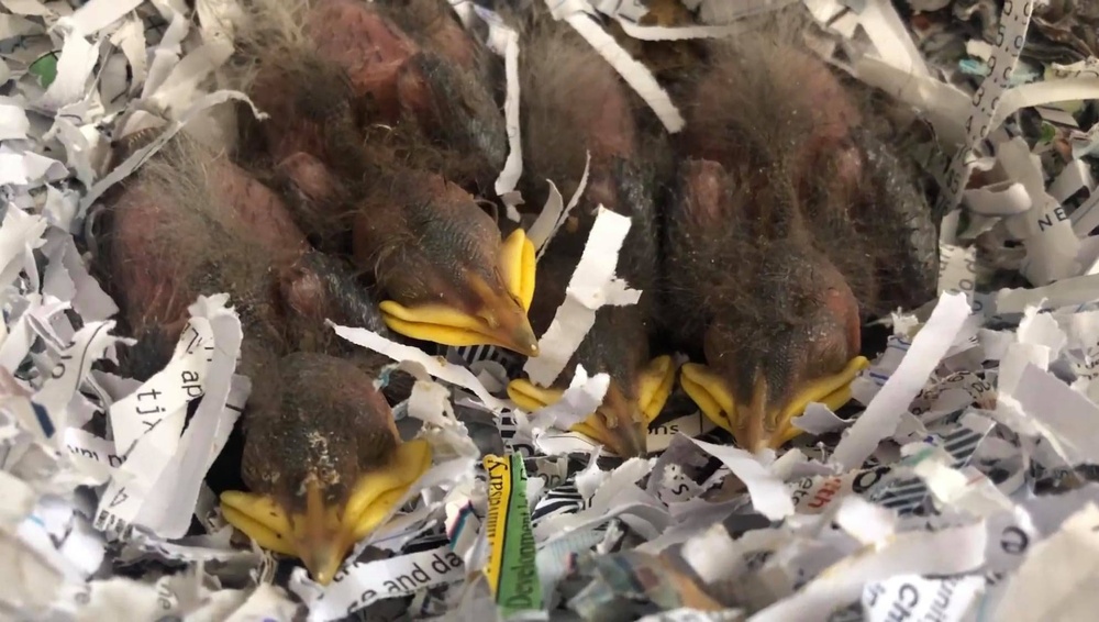 MCLB Barstow's own &quot;Giselle&quot; rescues abandoned starlings