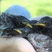 MCLB Barstow's own &quot;Giselle&quot; rescues abandoned starlings