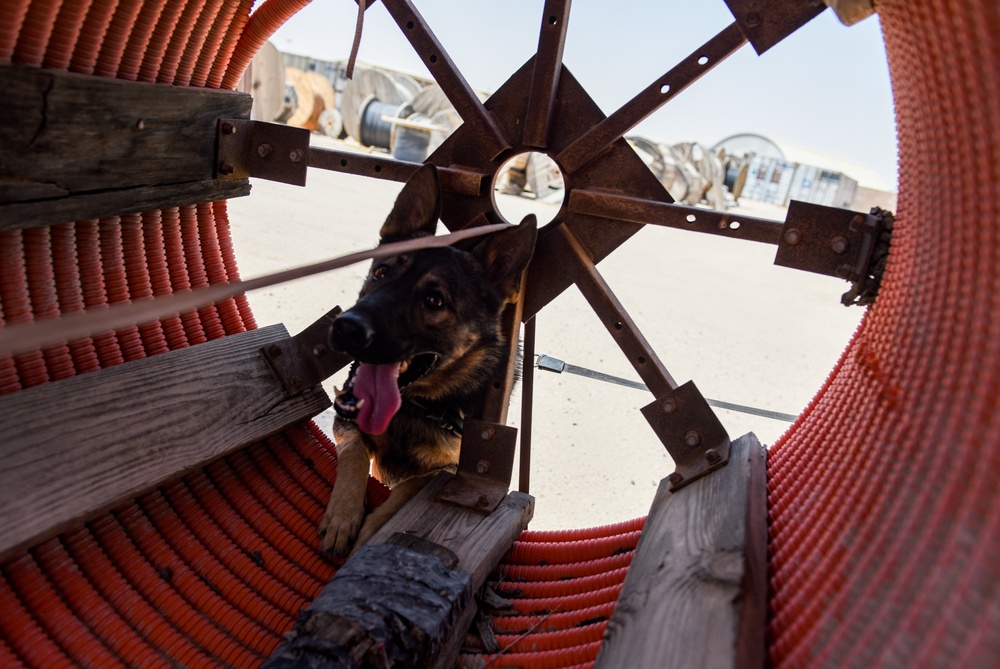 ASAB K-9 perform vital training