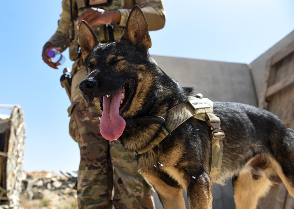ASAB K-9 perform vital training