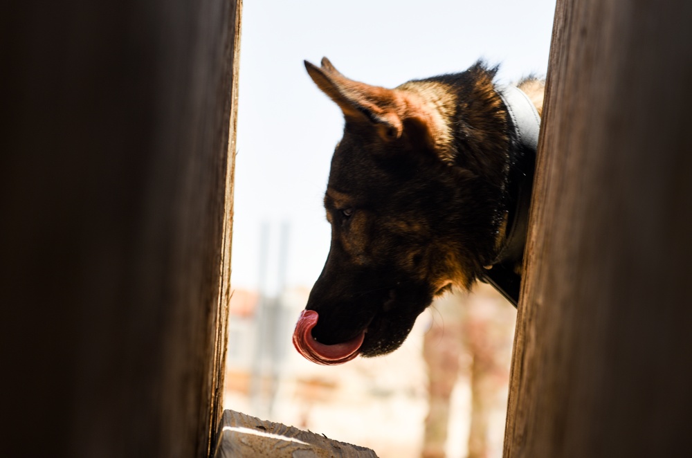 ASAB K-9 perform vital training