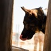 ASAB K-9 perform vital training