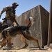 ASAB K-9 perform vital training