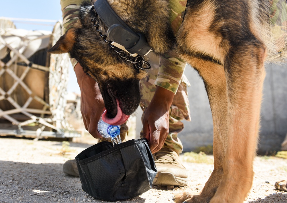 ASAB K-9 perform vital training