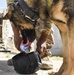 ASAB K-9 perform vital training