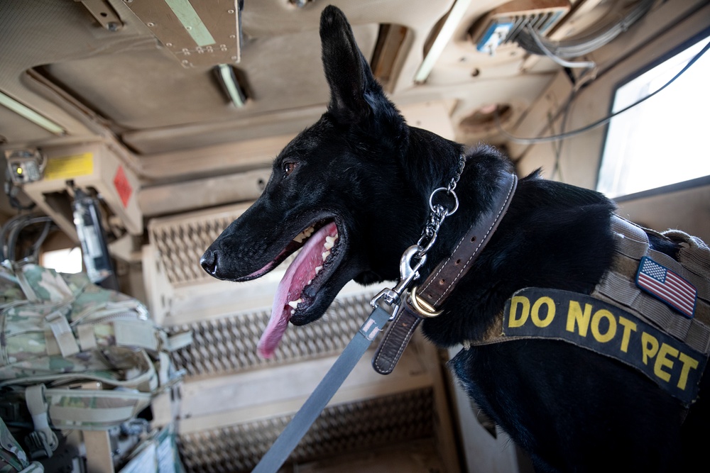 1-25 Military Working Dogs live fire exercise at Al Asad Air Base