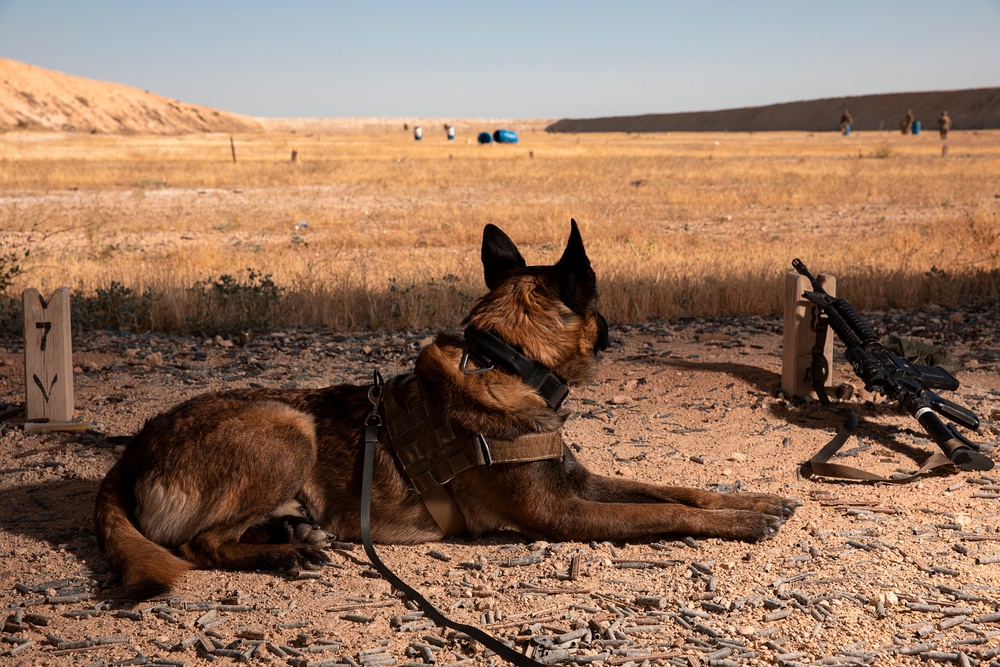 1-25 Military Working Dogs live fire exercise at Al Asad Air Base