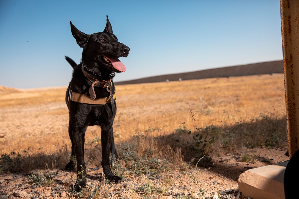 1-25 Military Working Dogs live fire exercise at Al Asad Air Base