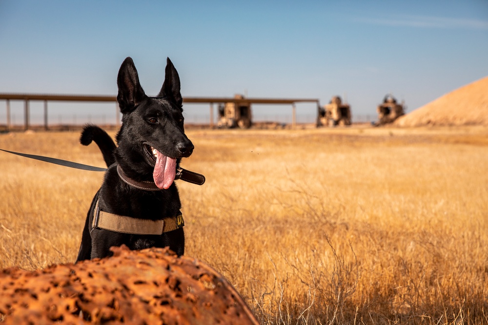 1-25 Military Working Dogs live fire exercise at Al Asad Air Base