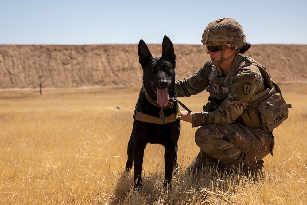 1-25 Military Working Dogs live fire exercise at Al Asad Air Base