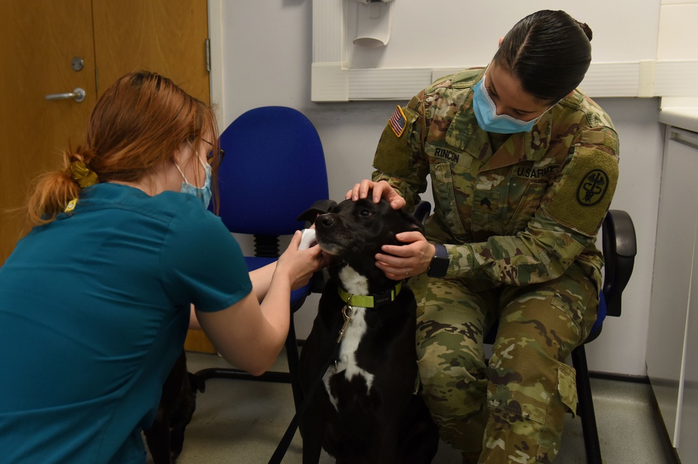 RAF Feltwell VTF provides pet care, ensures MWD readiness