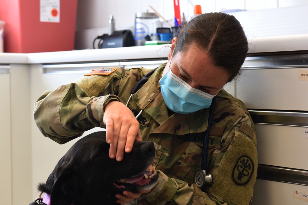 RAF Feltwell VTF provides pet care, ensures MWD readiness