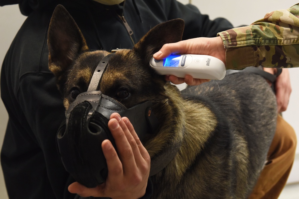 RAF Feltwell VTF provides pet care, ensures MWD readiness