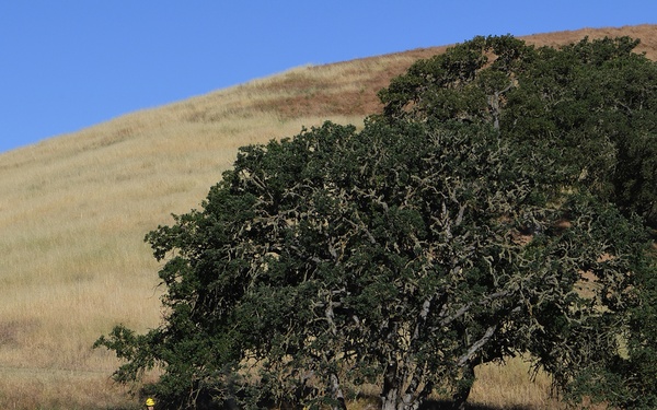 Cal Guard trains with CAL FIRE at Camp Roberts during COVID-19