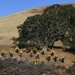 Cal Guard trains with CAL FIRE at Camp Roberts during COVID-19