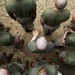 Alpha Company completes the Crucible