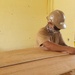 U.S. Navy Seabees with NMCB-5’s Detail Pohnpei build head and shower facilities to help prepare a COVID-19 response compound