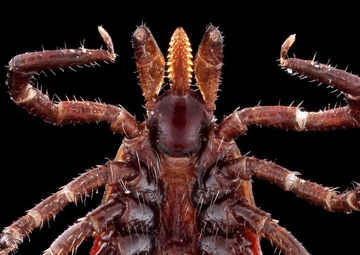 MilTICK makes testing kit optional for free mail-in Army Public Health Center program