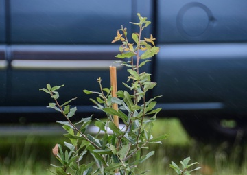 NMCP Staff Plants Tree in Memory of Coworker