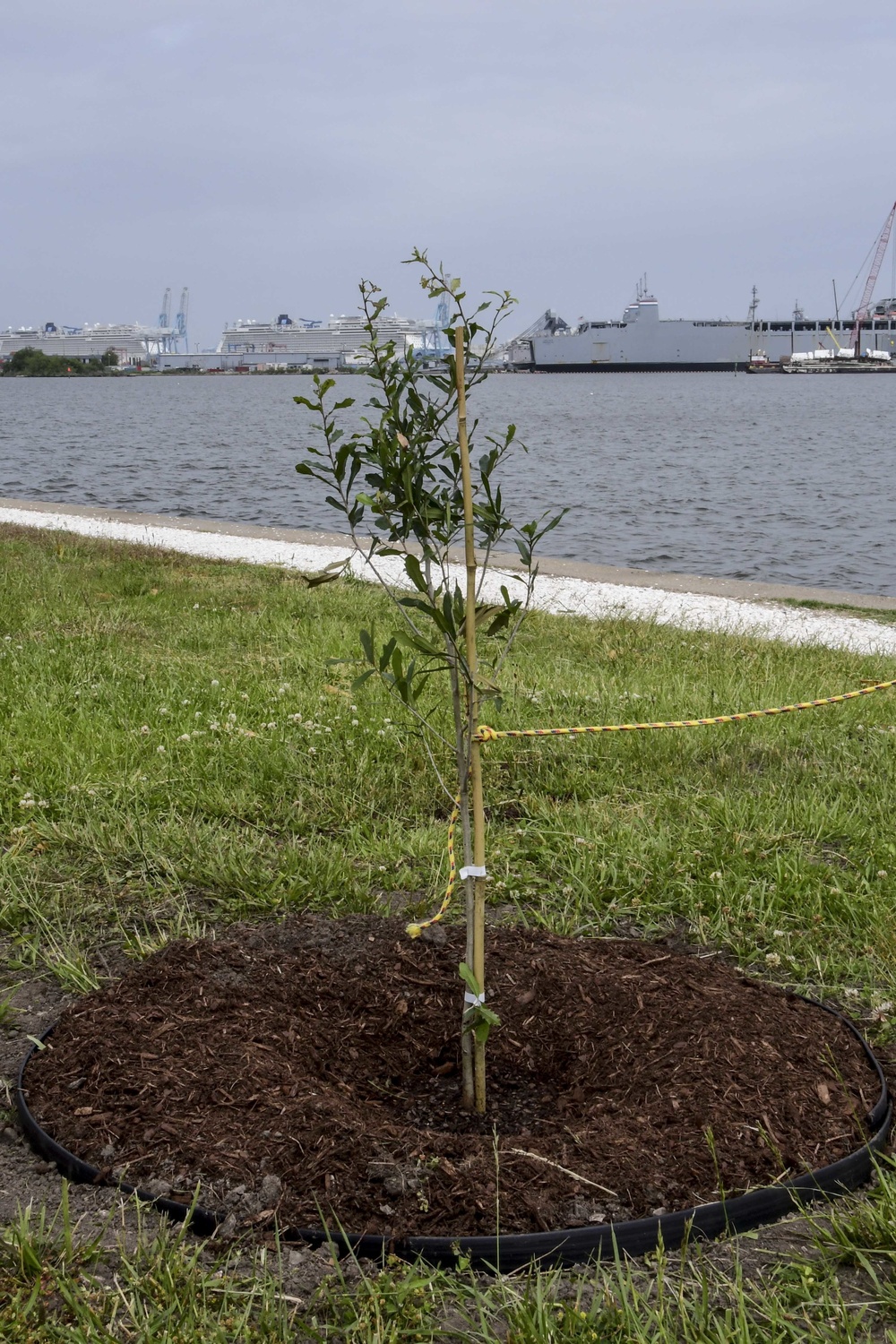 NMCP Staff Plants Tree in Memory of Coworker