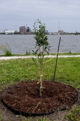 NMCP Staff Plants Tree in Memory of Coworker