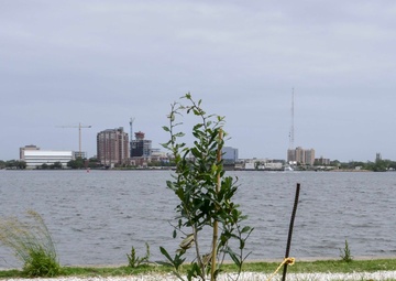 NMCP Staff Plants Tree in Memory of Coworker
