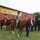 1st Cavalry Division command teams ride at the Horse Cavalry Detachment 26 May 2020